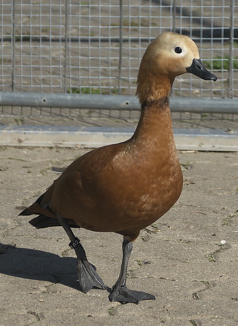 甲豪门AC