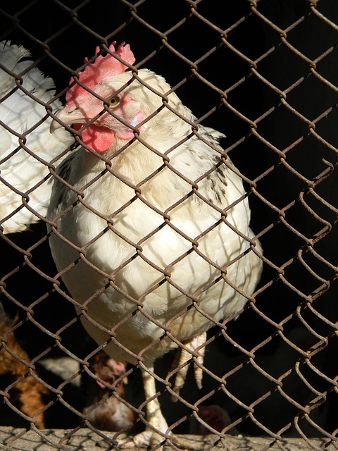 脅的進攻套 脅的進攻套